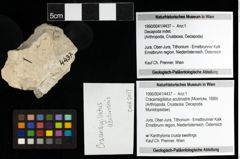 Foto (Objekt + Etiketten) von Cracensigillatus acutirostris (Moericke, 1889) 